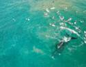 Australie : les images impressionnantes d’une baleine écartant des surfeurs pour protéger son bébé