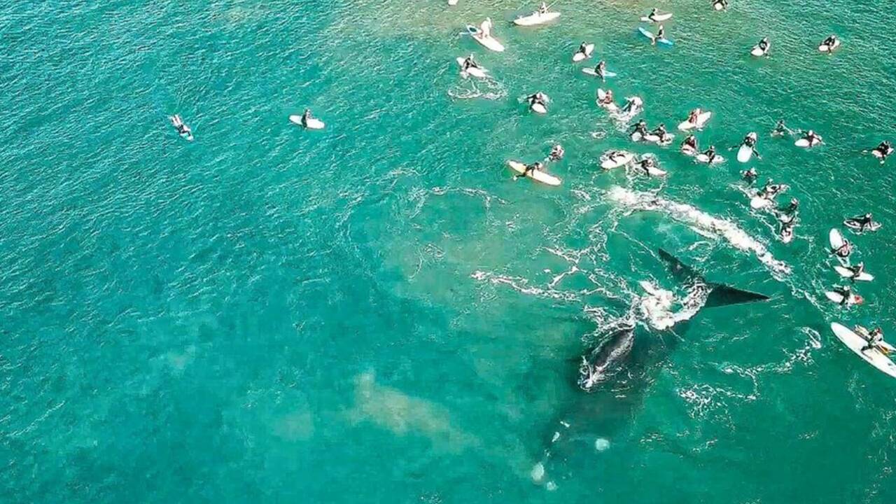 Australie : les images impressionnantes d’une baleine écartant des surfeurs pour protéger son bébé
