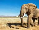 Singapour détruit un stock de 9 tonnes d'ivoire à la veille de la Journée mondiale de l'éléphant