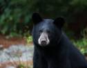 Au Mexique, une enquête ouverte après la castration d'un ours qui reniflait les randonneuses