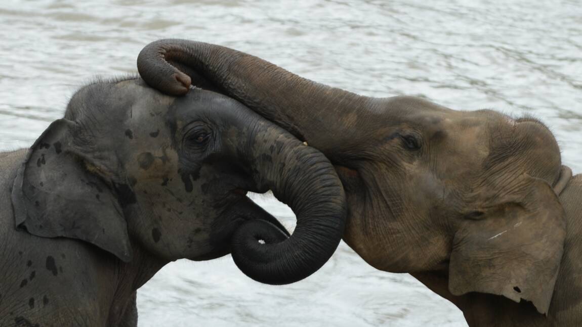 Le Sri Lanka va interdire l'importation de produits plastiques pour protéger les éléphants