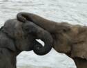 Le Sri Lanka va interdire l'importation de produits plastiques pour protéger les éléphants