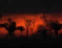 Au Brésil, les incendies de forêt au plus haut en dix ans