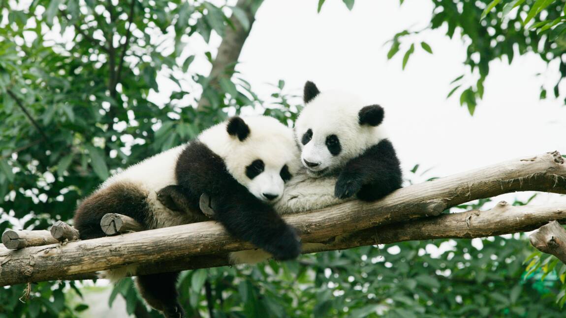 Au Canada, inquiétude pour deux pandas en raison d'une pénurie de bambou due au coronavirus