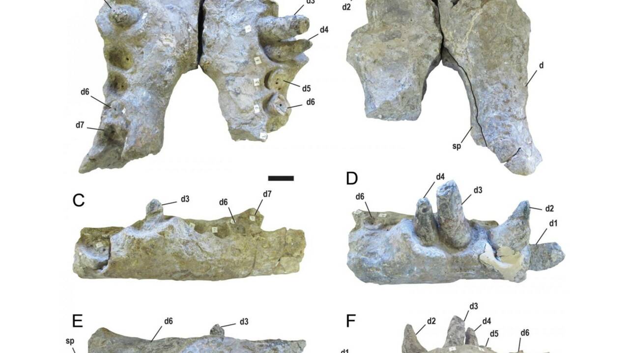 Ce "crocodile terrible" de 75 millions d'années avait des dents de la taille de... bananes