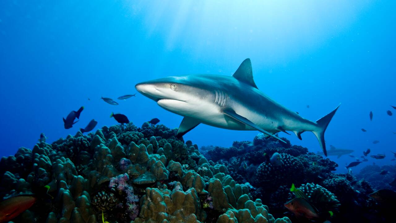 Les requins gris aussi ont une vie sociale plus complexe qu'on ne pensait