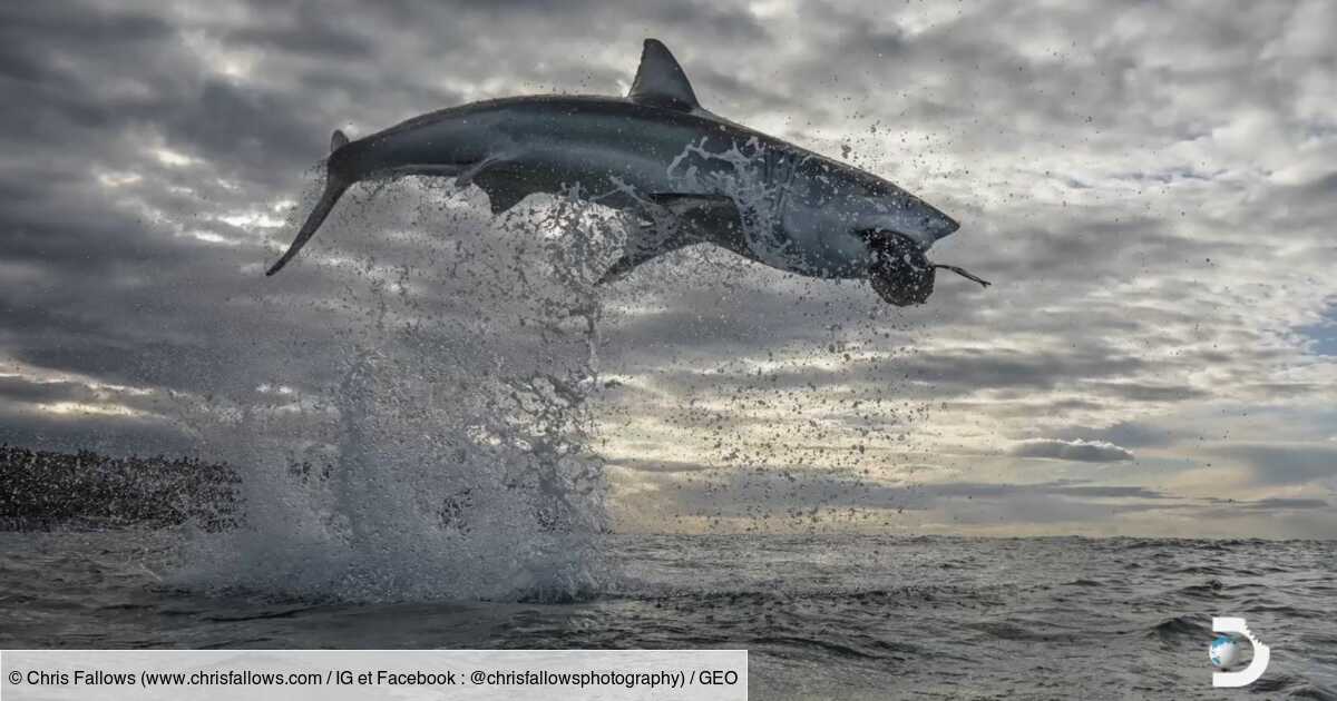 Un Requin Blanc Bat Un Record Avec Un Saut Exceptionnel Geo Fr Un Requin Blanc Bat Un Record Avec Un Saut Exceptionnel Geo Fr