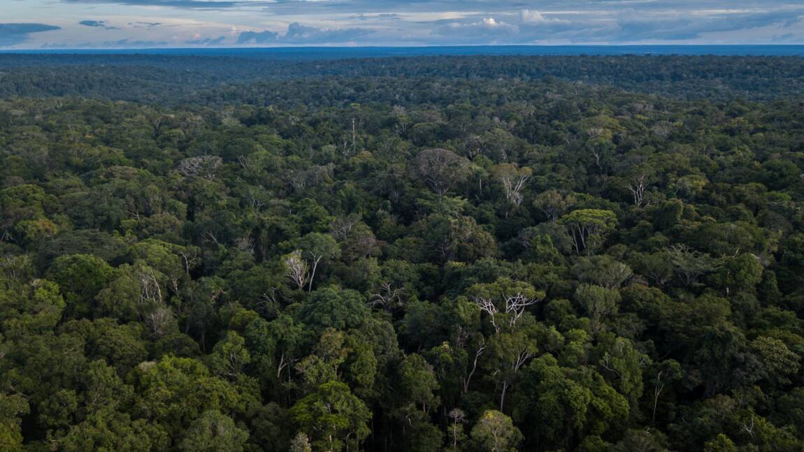 Amazonie brésilienne : la démarcation des terres indigènes, meilleur moyen de lutter contre la déforestation ?