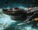 Le zoo de Belgrade marque ses 83 années avec Muja, le plus vieil alligator en captivité