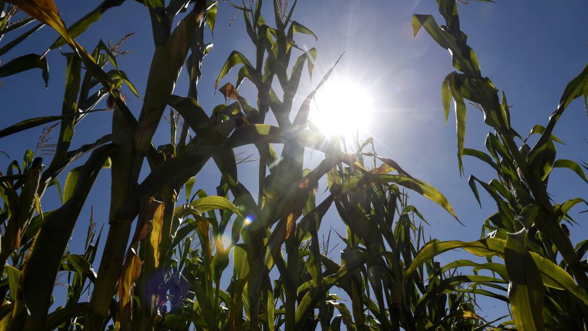 Sécheresse: le gouvernement annonce des aides supplémentaires pour agriculteurs et éleveurs