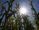 Sécheresse: le gouvernement annonce des aides supplémentaires pour agriculteurs et éleveurs