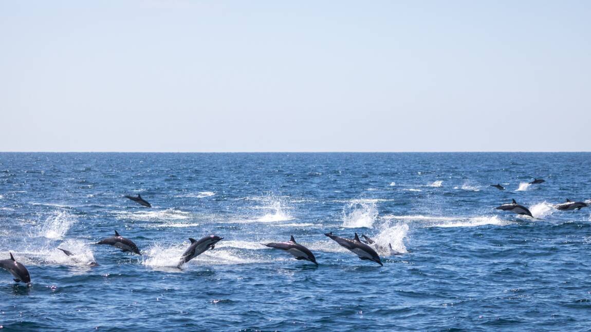 En images, le ballet magique de 300 dauphins nageant près d’un bateau au large de la Californie