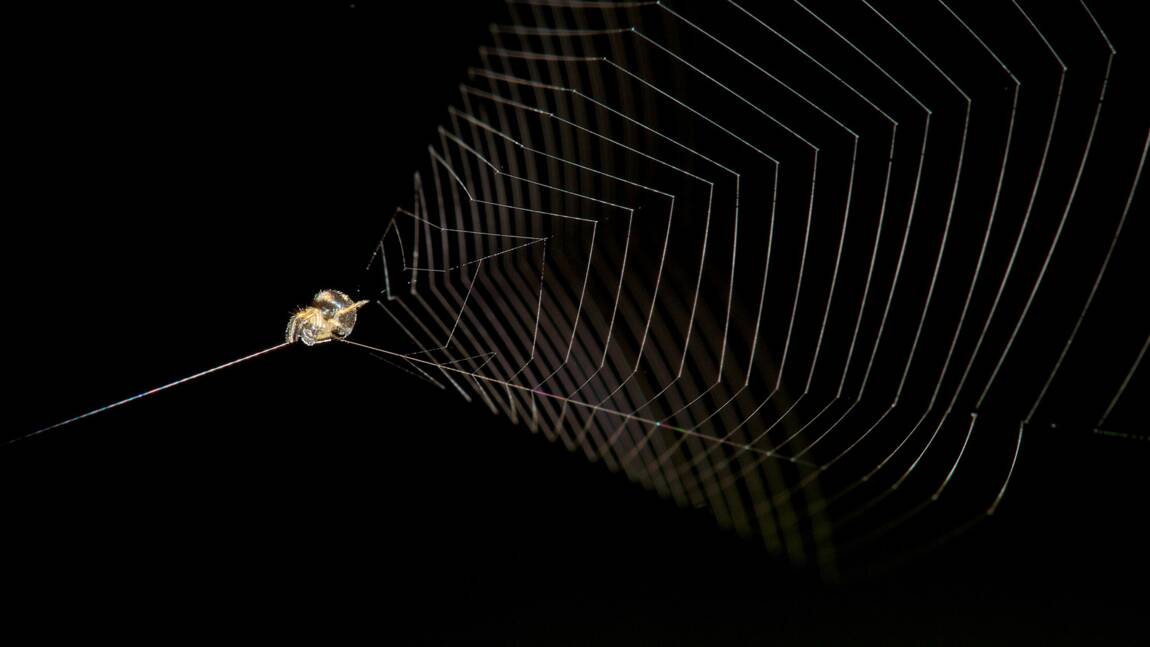 Lorsqu'elle attaque, cette araignée péruvienne se catapulte plus vite qu'un guépard