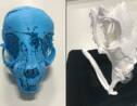 Trois momies animales révèlent leurs secrets grâce à l'imagerie 3D