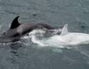 Une rare orque blanche repérée au large des côtes de l'Alaska