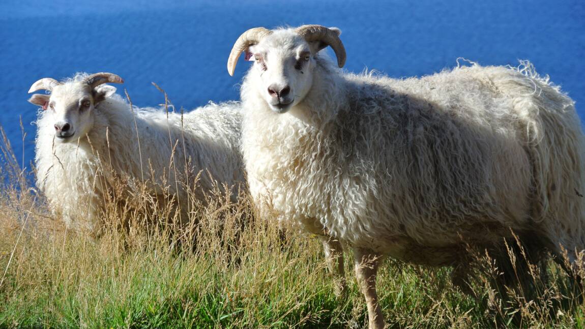 Coronavirus : en Islande, les règles de distanciation sociale se traduisent en "moutons"