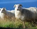 Coronavirus : en Islande, les règles de distanciation sociale se traduisent en "moutons"