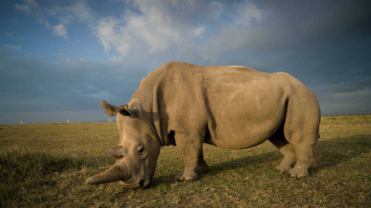 Kenya : nouvelle opération pour sauver le rhinocéros blanc du Nord de l'extinction
