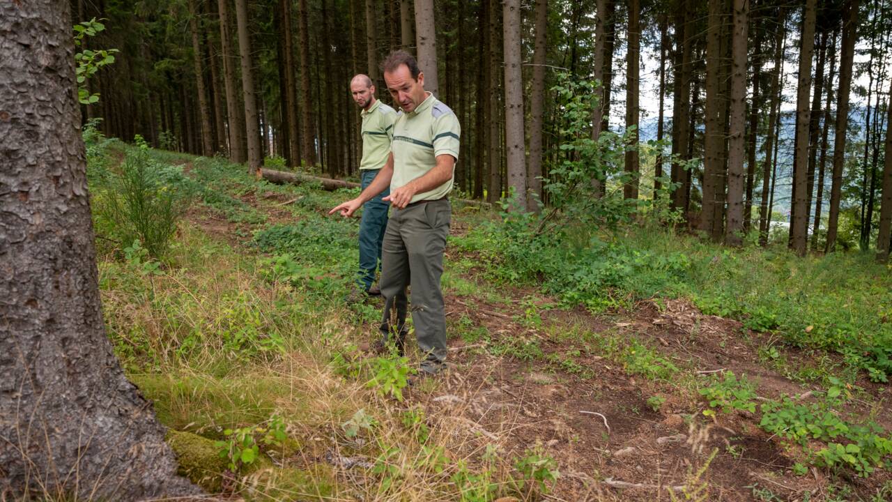 Dans les Vosges, sécheresses et autres calamités successives menacent la forêt