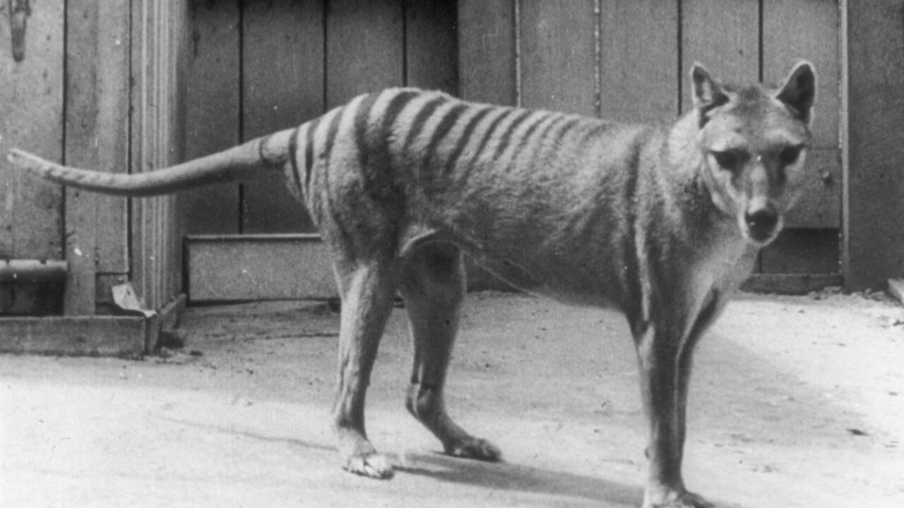 Le tigre de Tasmanie était bien plus petit qu'on ne pensait, selon des scientifiques australiens