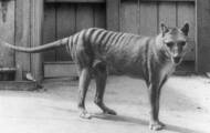Australian scientists say the Tasmanian tiger is much smaller than thought