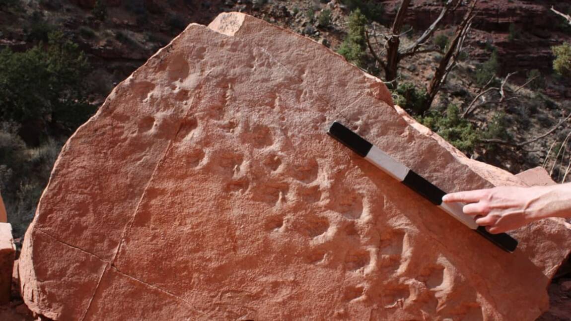 Des empreintes fossiles vieilles de 313 millions d'années découvertes par hasard au Grand Canyon