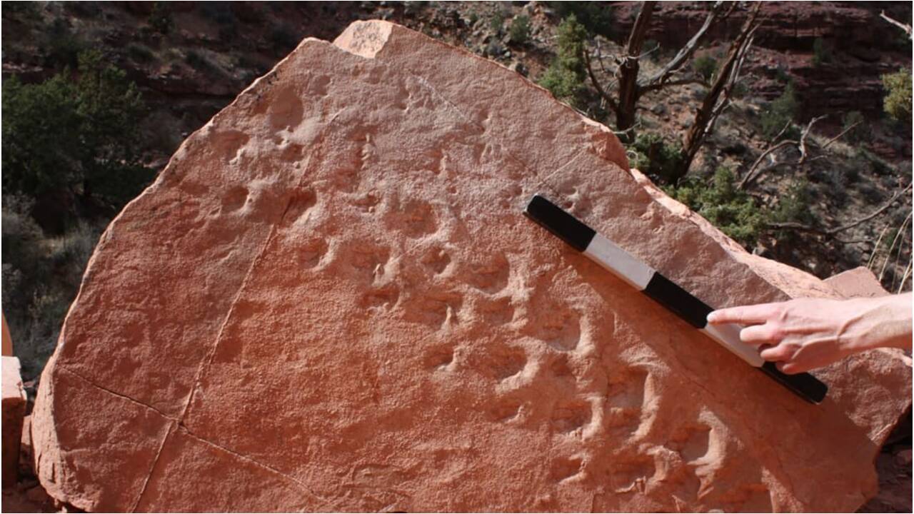 Des empreintes fossiles vieilles de 313 millions d'années découvertes par hasard au Grand Canyon