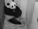 Naissance d'un bébé panda au zoo de Washington