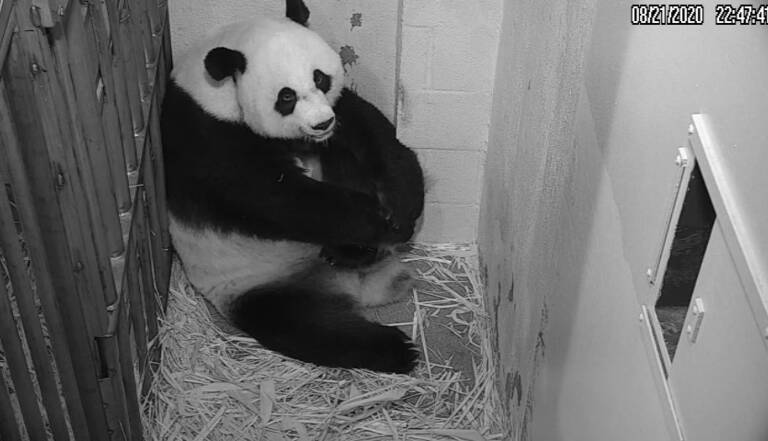 Naissance D Un Bebe Panda Au Zoo De Washington Geo Fr