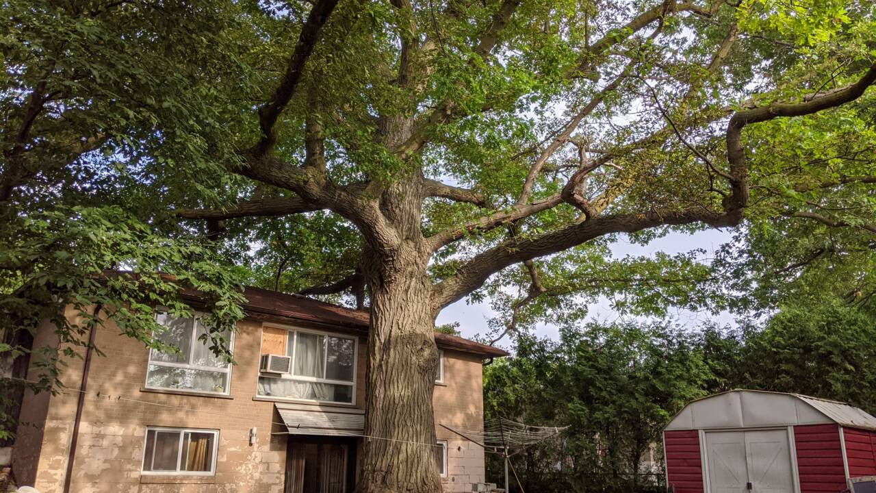 Toronto se mobilise pour sauver un chêne plus vieux que le Canada