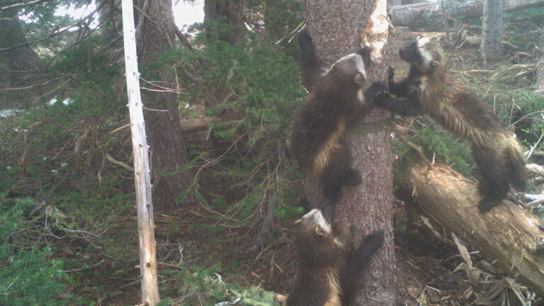 Une Espece De Panthere Disparue 35 Ans Observee Pour La Premiere Fois A Taiwan Geo Fr Sauter à la navigation sauter à la recherche. une espece de panthere disparue 35 ans