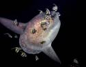 Les plus belles photos de faune sous-marine primées par l'édition spéciale du concours Ocean Art