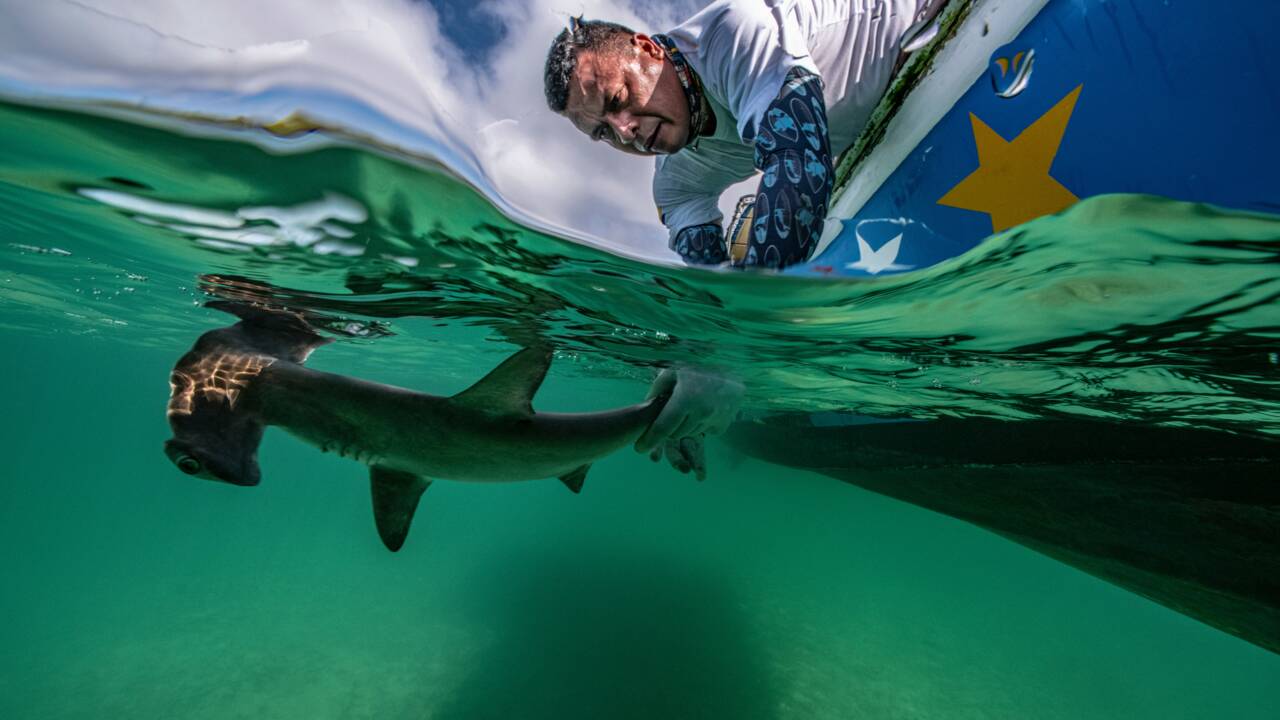 Les plus belles photos de faune sous-marine primées par l'édition spéciale du concours Ocean Art
