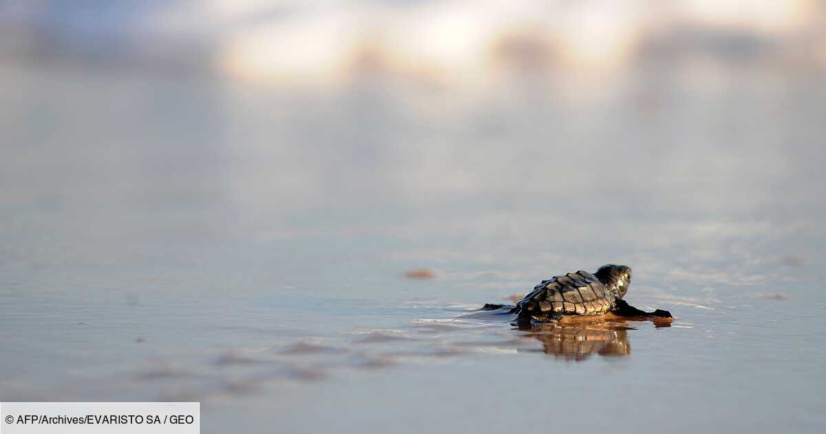 Plusieurs Dizaines De Bebes Tortues Ont Eclos Sur La Plage De Frejus Geo Fr