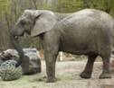 Un éléphant du zoo de Varsovie va tester l'huile de cannabis pour soulager son stress