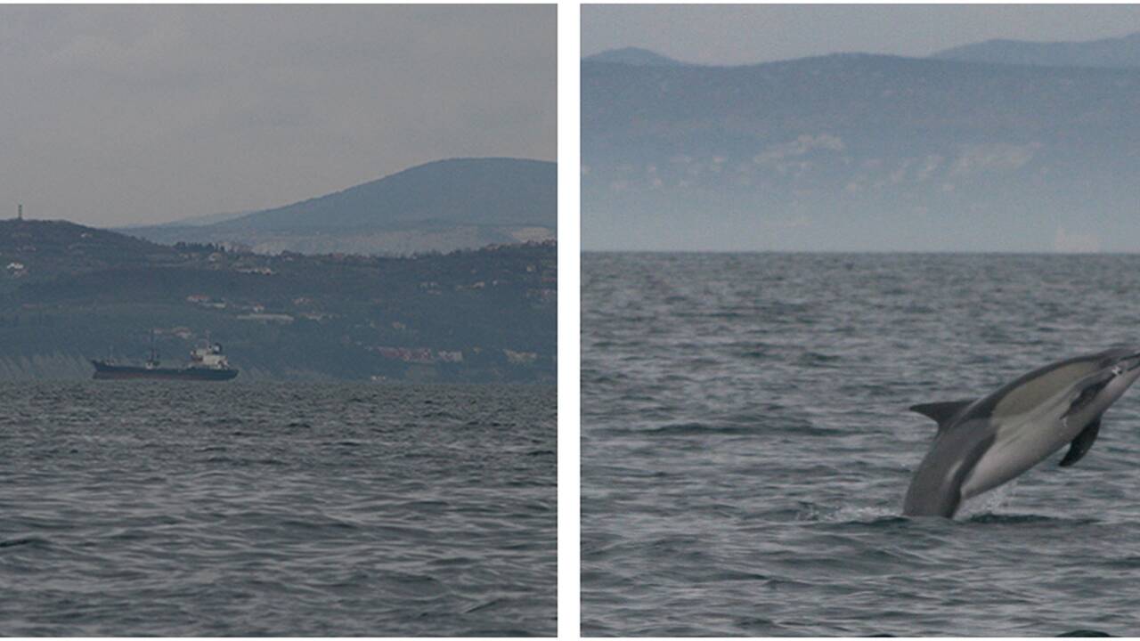 Les dauphins communs bientôt de retour dans la mer Adriatique ?