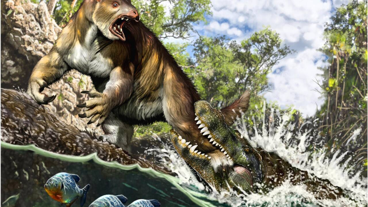 Il y a 13 millions d'années, ce paresseux a subi la redoutable morsure d'un caïman géant