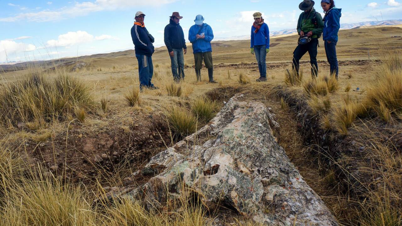 Un arbre géant fossilisé vieux de 10 millions d'années découvert au Pérou