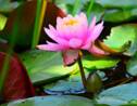 Vietnam : la soie de lotus, un tissu écolo, rare et recherché