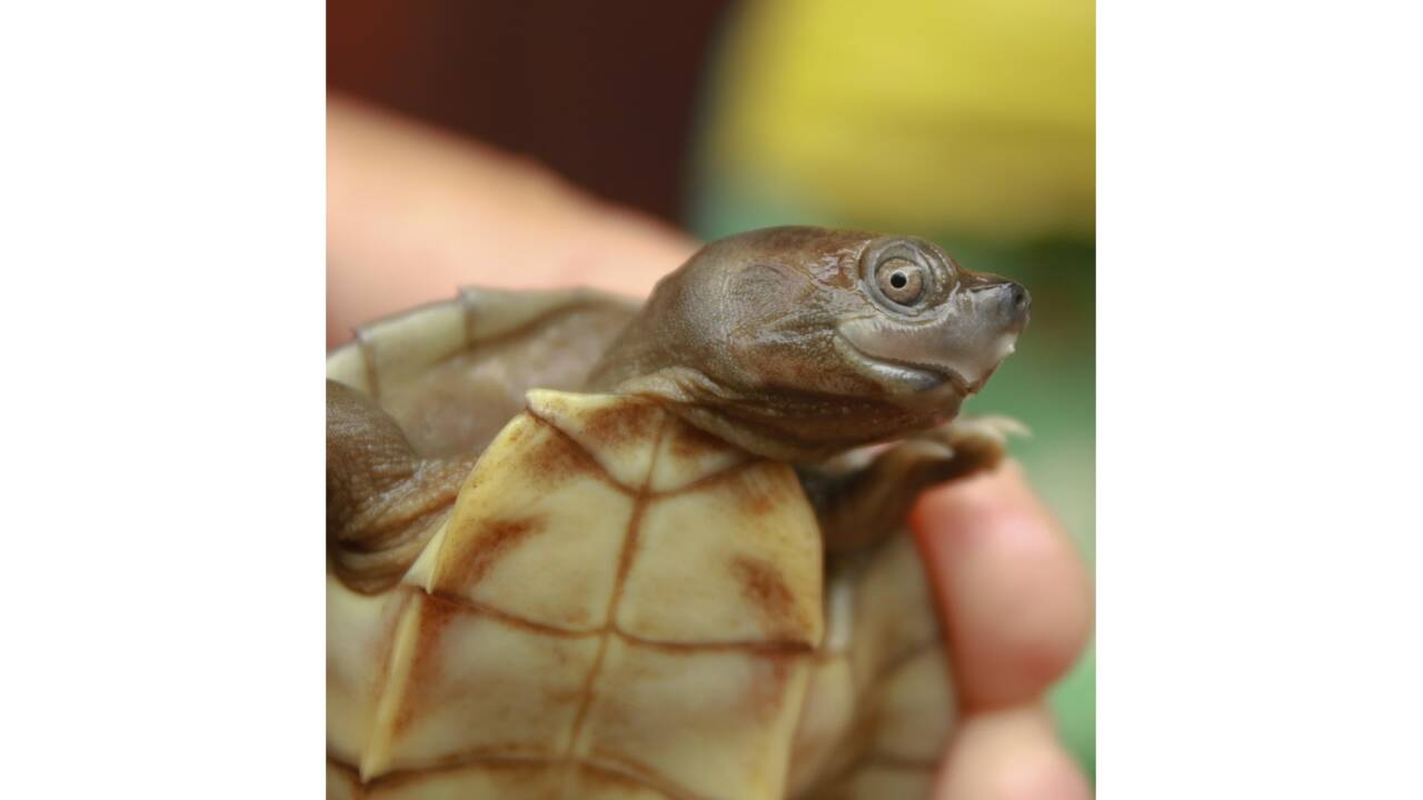 L'une des tortues les plus menacées au monde connaît un regain encourageant au Myanmar