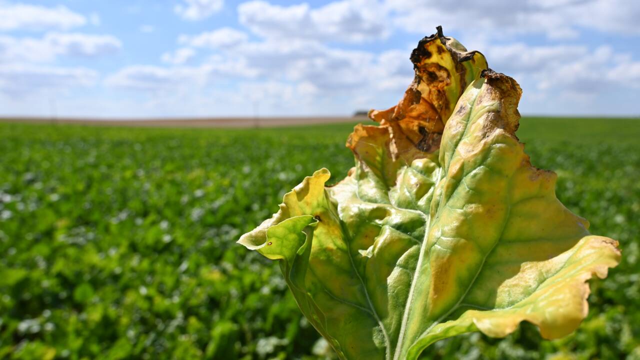 Feu vert au retour temporaire d'insecticides controversés dans les champs de betteraves à sucre