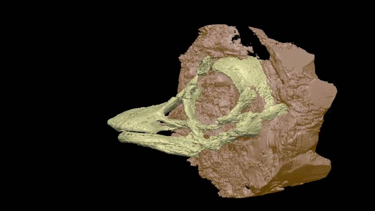 Le petit crâne embryonnaire d'un dinosaure géant reconstitué en 3D