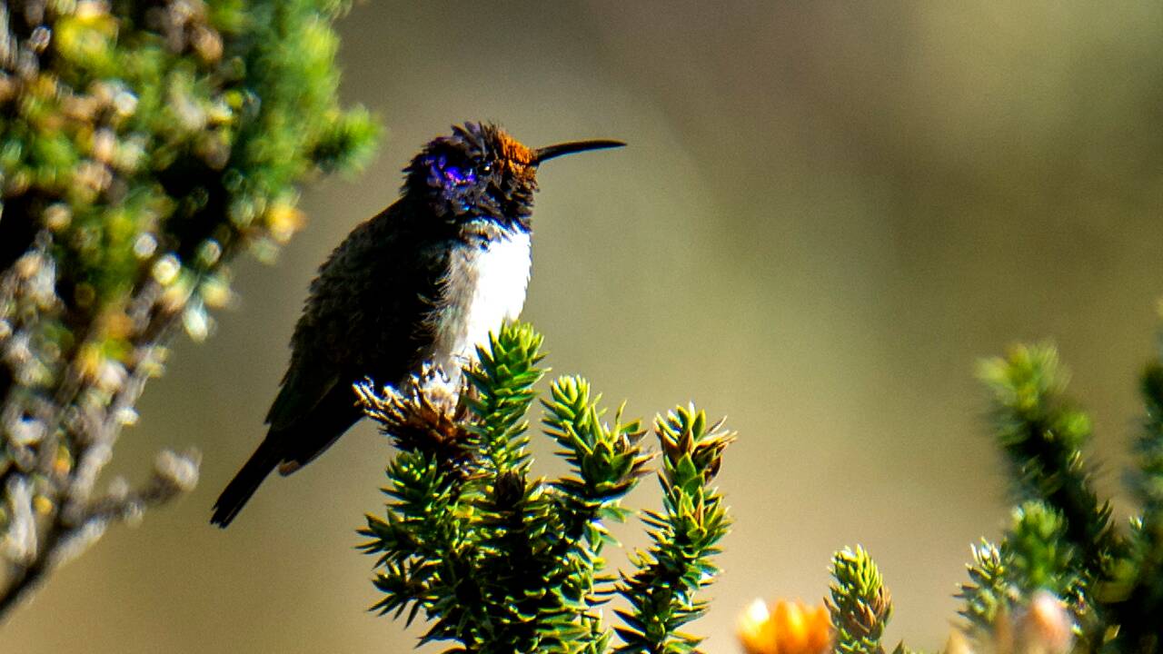 Equateur: un colibri émerveille la science avec son chant de contre-ténor