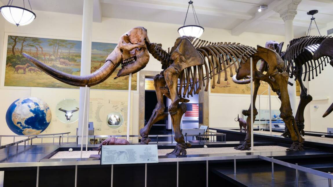 Leur ADN a parlé : les mastodontes étaient de (très) grands voyageurs