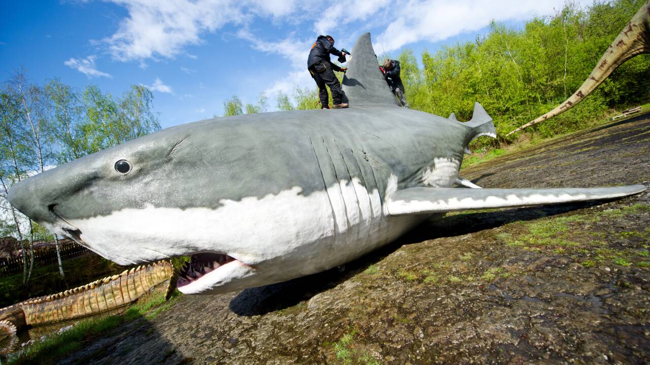 Quelle taille faisait réellement le mégalodon ? Une étude lève le voile sur le requin géant