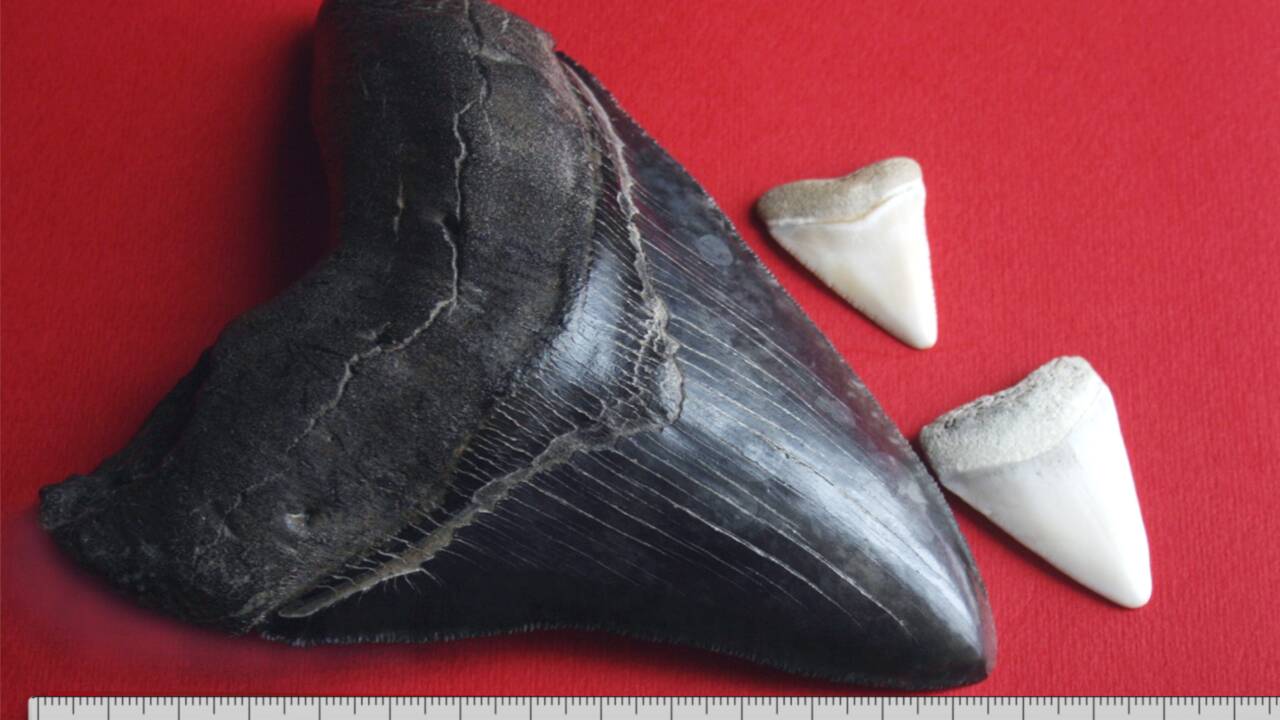 Quelle taille faisait réellement le mégalodon ? Une étude lève le voile sur le requin géant