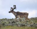 Le Canada s'oppose à des forages en Alaska menaçant des caribous