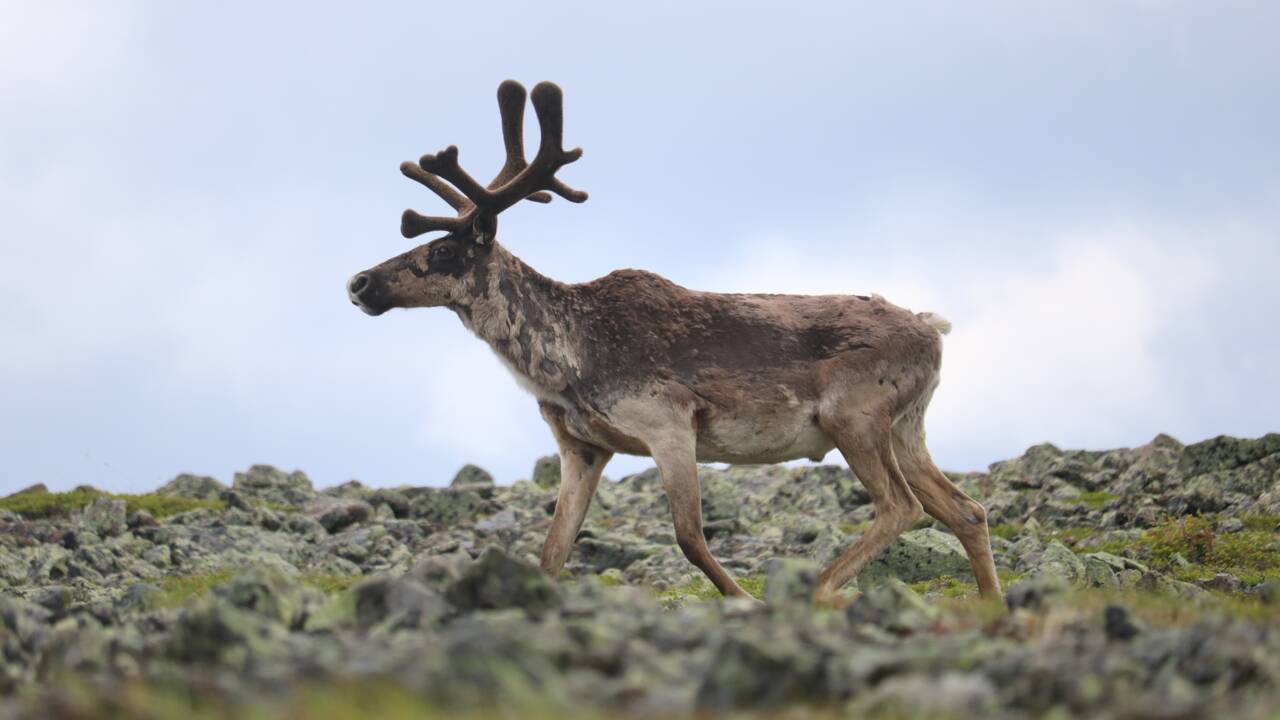 Le Canada s'oppose à des forages en Alaska menaçant des caribous