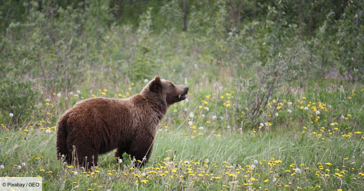 rencontre grizzly