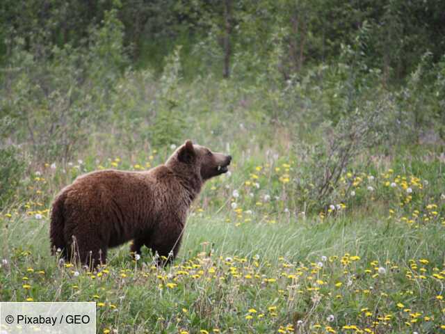 Montana: while hiking, they are charged by a grizzly